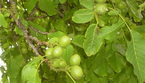 A manual for the identification of trees. The Best Nut Trees to Plant in Northeast Kansas | Garden ...