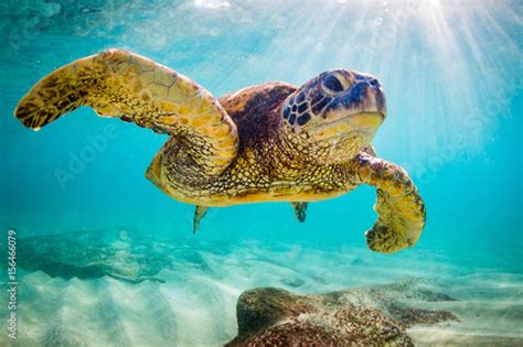An Endangered Hawaiian Green Sea Turtle Cruises In The Warm Waters Of