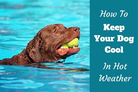 Keep a fan on for your dog while you're gone. How to Keep Your Labrador Cool and Happy in Hot Weather