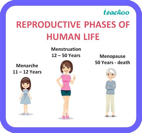 Biology Explain What Is Menarche Menstruation And Menopause