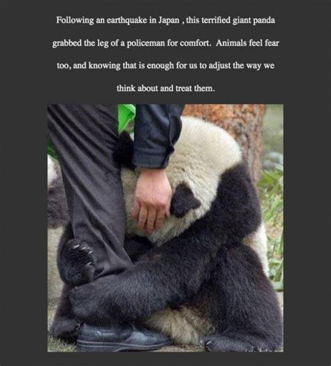 Following An Earthquake Frightened Giant Panda Hugs Policeman Animal
