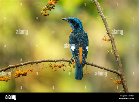 Colorful Birds In Kerala India Wetland Birds Stock Photo Alamy
