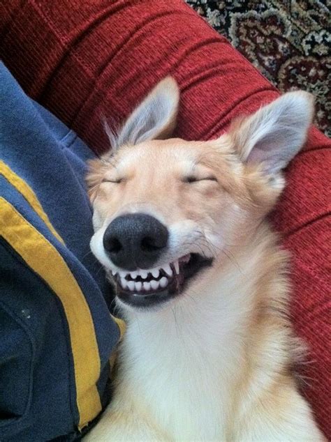 Pin By Shannon On Buppehs Smiling Dogs Smiling Animals Funny Animals