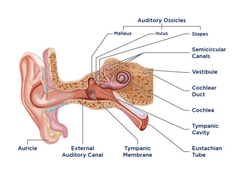 Anatomy of the Ear - Diagnosis 101