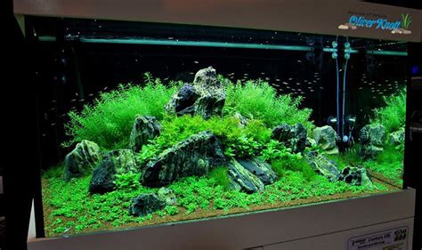 Free delivery and returns on ebay plus items for plus members. Aquascaping