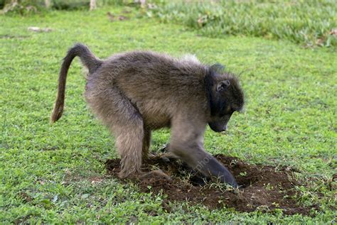 Chacma Baboon Digging Stock Image Z9100216 Science Photo Library