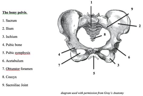 Anatomy Of The Pelvis Shannon Crow