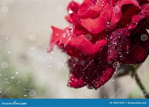 Lovely Red Rose Stock Image Image Of Roses Design 150314787