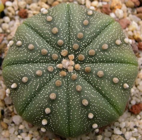There is an exception — one of the 1800 species. 10 Rarest Succulents in the World | Rarest.org