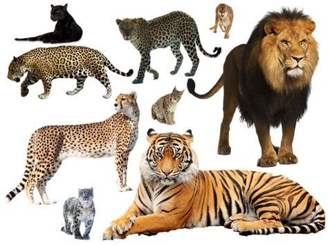Are Lions And Tigers Closely Related To Panthers Quora
