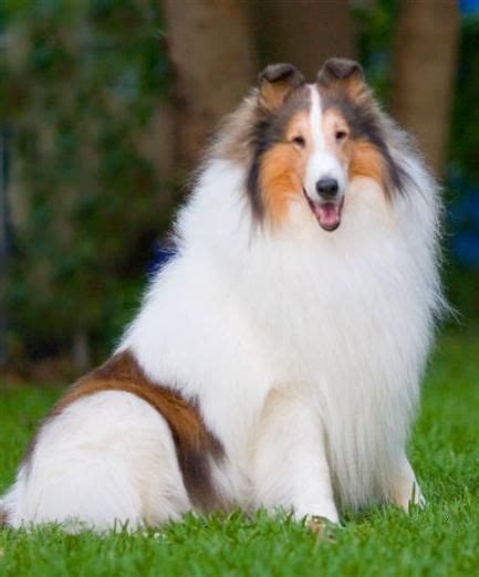 Dogs Image Rough Collie Collie Dog Collie