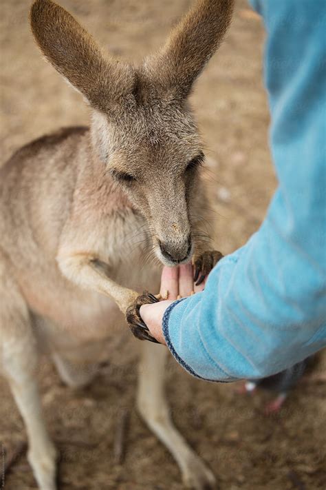 Hand Feeding Kangaroo At A Petting Zoo By Stocksy Contributor Ruth