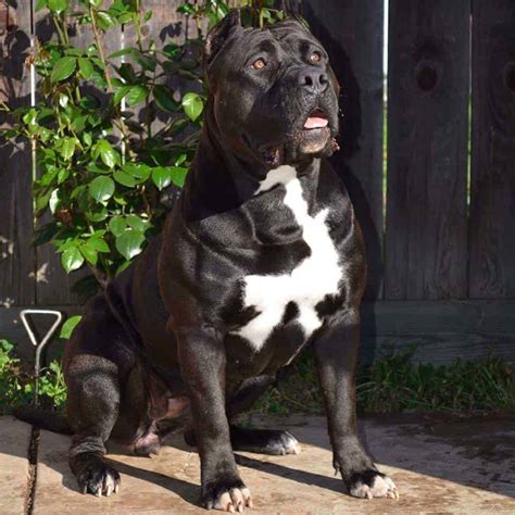 Advice when buying a american pit bull terrier. BREEDINGS - Manmade Kennels XL Pit Bulls