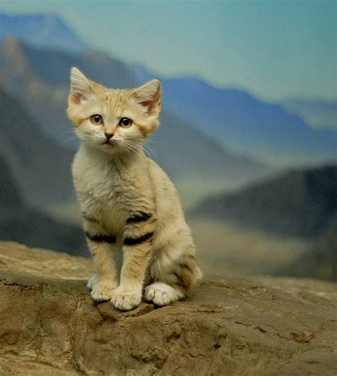 Sand Cat The Amazing Animal That Doesnt Need To Drink Water