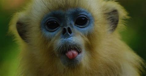 Monkey Sticking Tongue Out Welcome To The Jungle