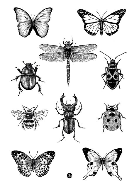 Illustration Black And White Insects Etsy
