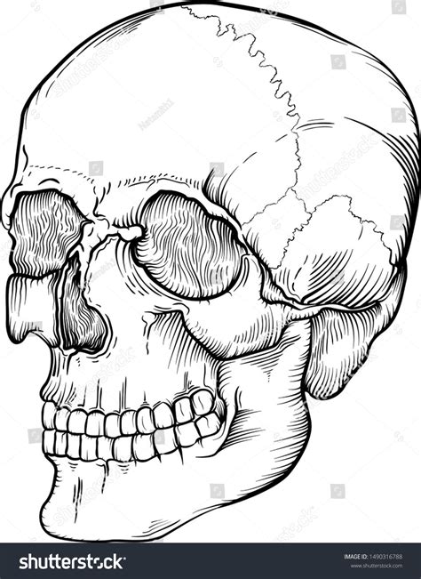 Vector Drawing Of A Human Skull Line Art Easy To Edit Strokes And