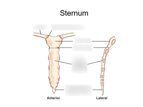Sternum Anatomy Diagram Quizlet