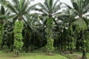 Kelapa sawit umur 3 tahun sudah di panen thamrin49 2ha. Tanaman Budidaya: Cara Menentukan Jarak dan Kerapatan ...