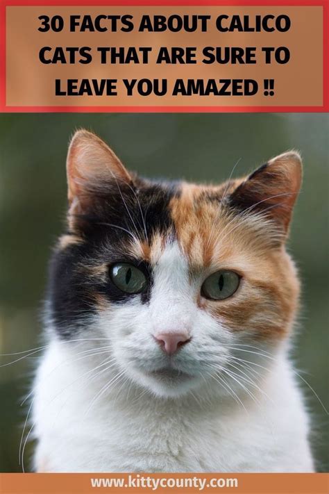 Calico Cats Are One Of The Most Beautiful Cats That You Will Ever See