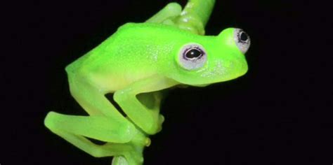New Frog Species Looks Like Kermit Business Insider