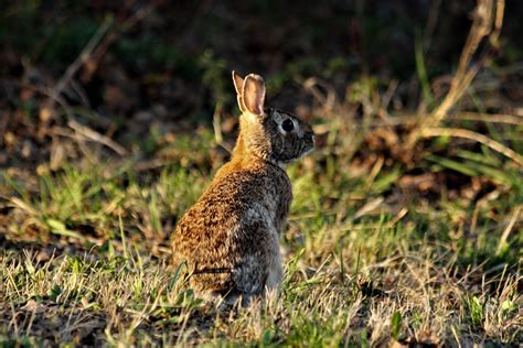 Cottontail Rabbit At Sunset Free Stock Photo Public Domain Pictures