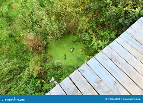 Garbage In A Pond On The Nature Stock Photo Image Of Mess Wooden