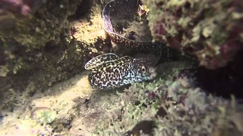 Baby Spotted Moray Eel Youtube