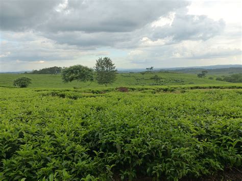 Birding For Pleasure Tea Plantation In Malawi
