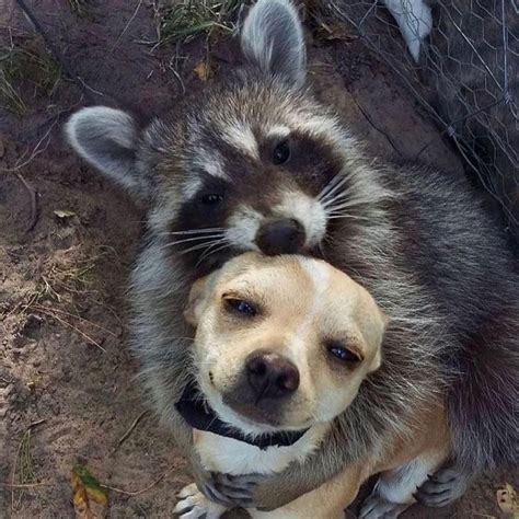 101 Adorable Photos Of Unlikely Animal Friends Always Pets
