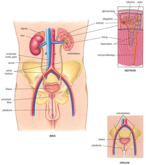 Nieren En Urinewegen Anatomische Tekeningen Het Menselijk Lichaam Menselijk Lichaam Het Lichaam