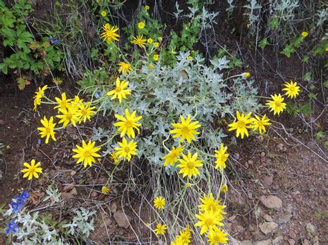 top 10 oregon native plants for pollinators week 2 garden ecology lab