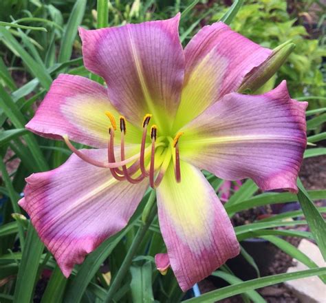 Photo Of The Bloom Of Daylily Hemerocallis Blue Viper Posted By