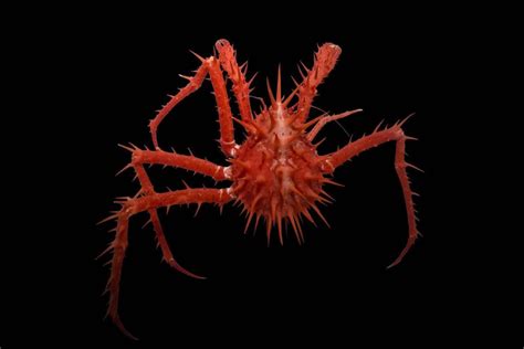 Meet The Exotic For Some Nightmarish Sea Creatures That Live In