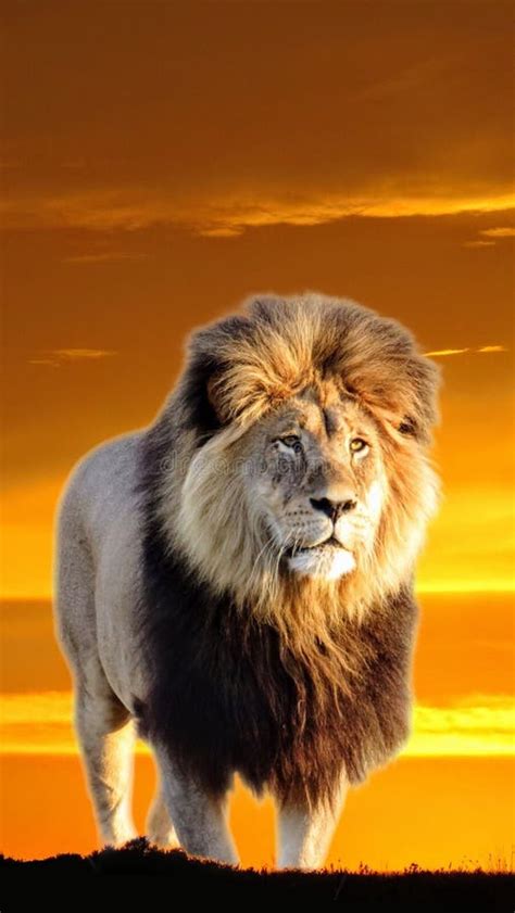 African Lion At Sunset Stock Image Image Of Majestic 84462535