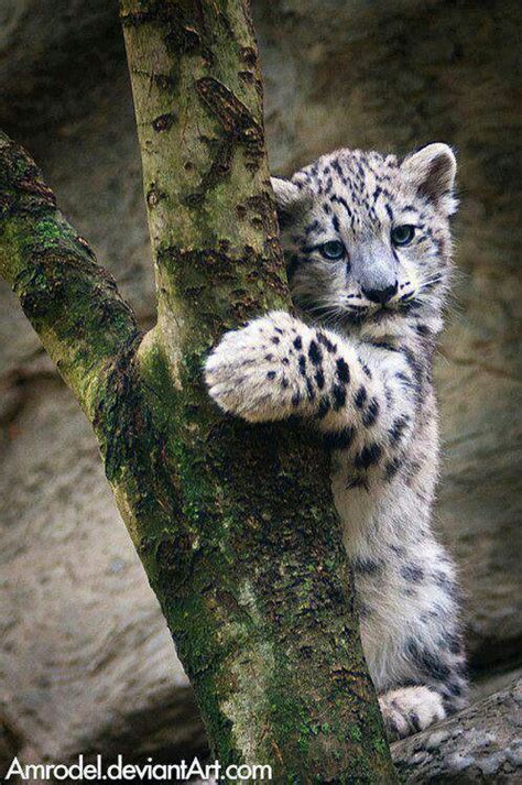 Snow Leopard Cublook At Those Blue Eyes Big Cat Diary Pinterest