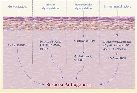 Rosacea Pathogenesis Dermatologic Clinics