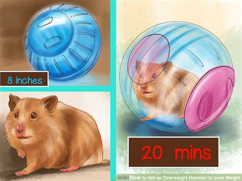 How To Get An Overweight Hamster To Lose Weight 11 Steps