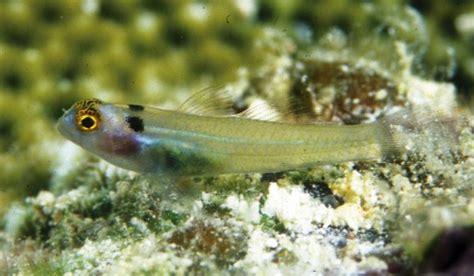 New Marine Goby From Fiji Practical Fishkeeping