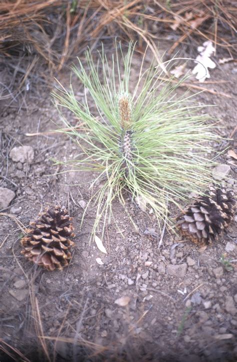 Apache Pine Apache Pine Pinus Engelmannii Lanner Collec Sj