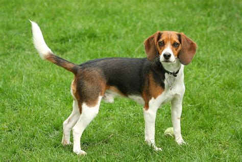 We used this value in our puppy calculator because, on average, dogs mature into adults within 12 months. All About Beagles | PetSync