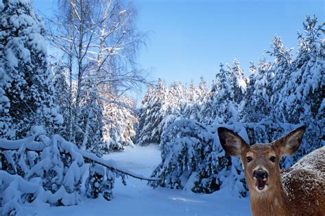 images gratuites paysage arbre forêt région sauvage branche neige du froid hiver