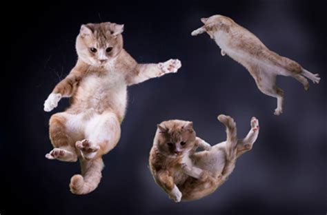 How can cats jump so high? What If Cats Competed in the Summer Olympics? - Catster