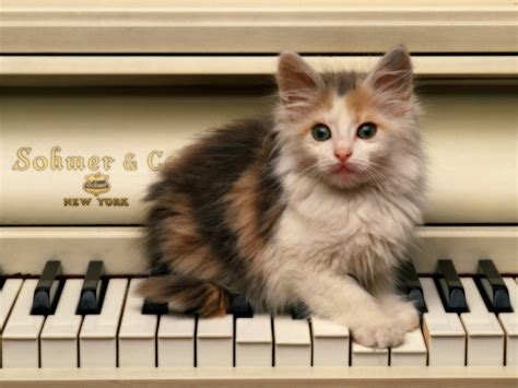 Cat Playing Piano Free Desktop Wallpapers For Widescreen
