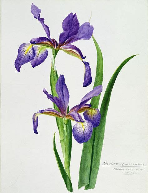 Watercolor Iris Paintings Iris Flower Acrylic Painting Irises