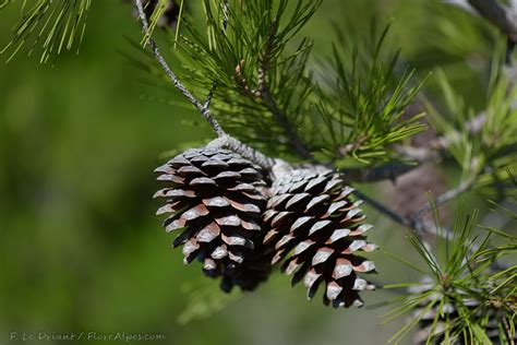 Florealpes Pinus Halepensis Pin Dalep Pinaceae Fiche Détaillée