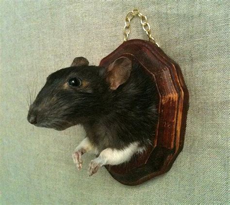 This Item Is Reservedtaxidermy Rat Wall Mount