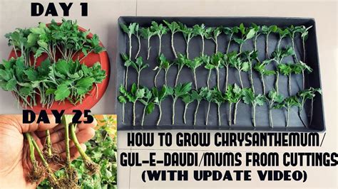 How To Grow Chrysanthemumgul E Daudimums From Cuttingsfast N Easy