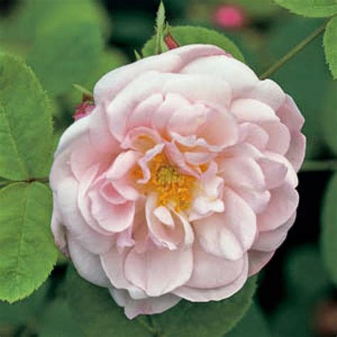 Fiori doppi rossi striati di porpora, lassi all'apertura e molto profumati. Piante e Fiori: Vecchie rose 6° gruppo: "Rose Muscosa"
