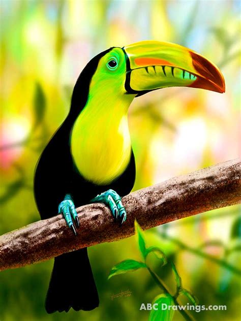 How To Draw A Toucan Really Easy Drawing Tutorial In 2020 Easy Images